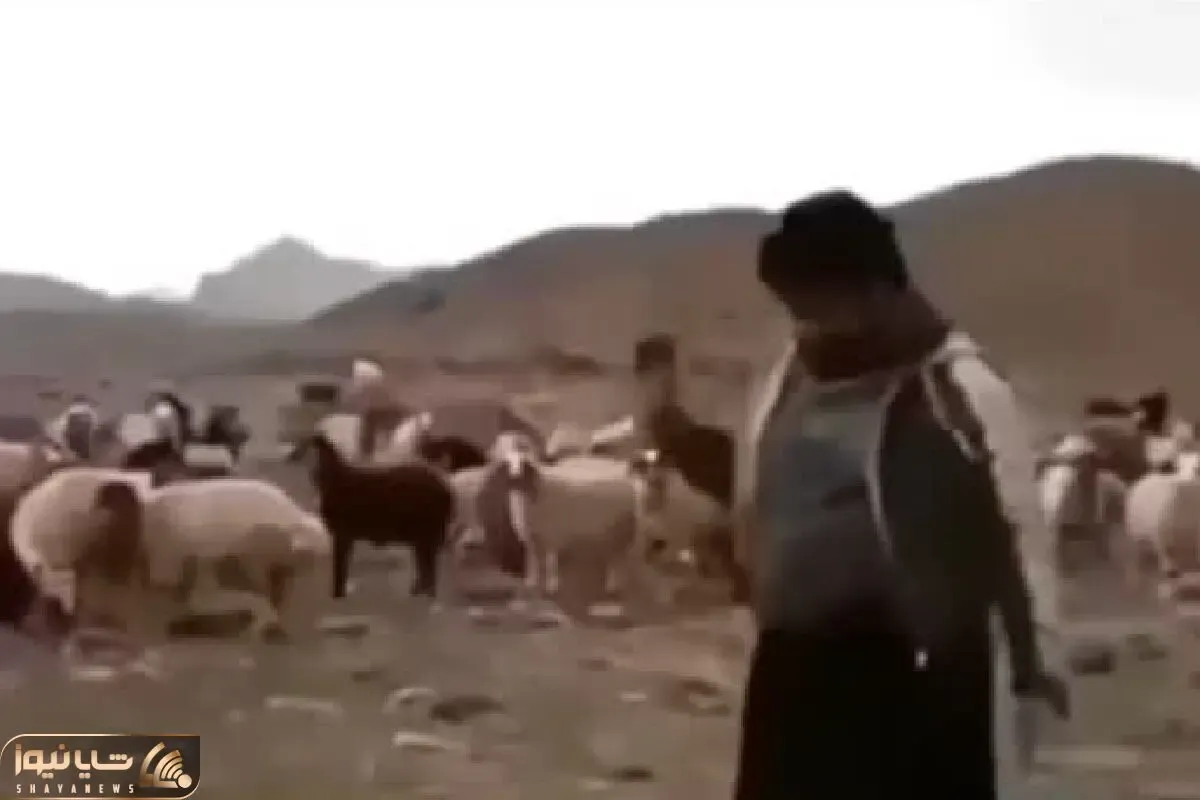 آواز شاد؛ گوسفندا از رقص چوپان مات و مبهوت موندن انگاری کلاس رقص رفته لعنتی