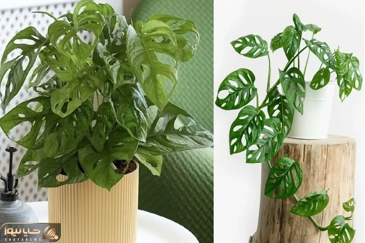 ترفندای نگهداری پتوس؛ از نحوه آبیاری تا نور و خاک مناسب واسه این قلب قلبی خوشگل