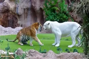مستند حیات وحش؛ جدال سبعانه ببر و شیر سفید برای اثبات حاکمیت