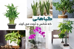 گیاهان ثروت ساز در فنگ شویی / میخوای صفرای جلوی حساب بانکیت تا بینهایت بره اینارو بخر