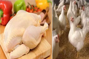 قیمت مرغ امروز چهارشنبه 1 مهر 1405 / با کاهش قیمت مرغ چند شد؟