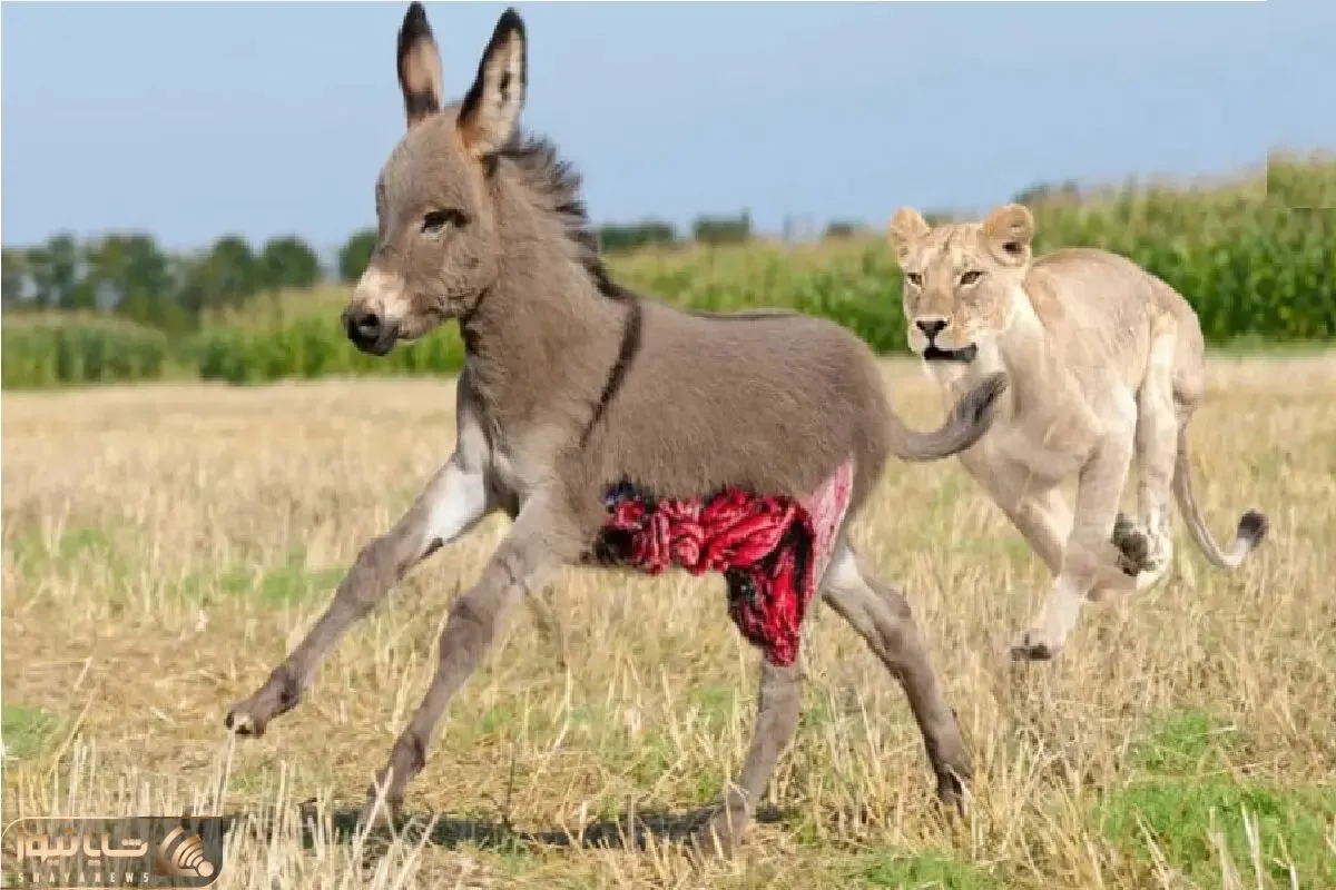 مستند حیات وحش؛ کره الاغ خنگ جان خود را دو دستی تسلیم شیر کرد