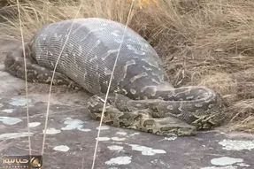 از جذابیت های حیات وحش؛ 30 لحظه جگرسوز که پیتون کله خر بی رحمانه شکارشو بلعید