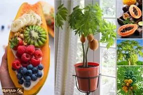 اگه دنبال درختچه های خاص برای خونت میگردی؛ پاپایا بِکار و با یه تیر دو نشون بزن!