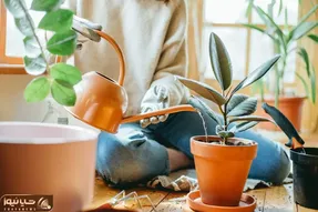 کاشت و برداشت خانگی؛ چه آبی برای گیاهان آپارتمانی مناسبه آب جوشیده بله یا خیر؟