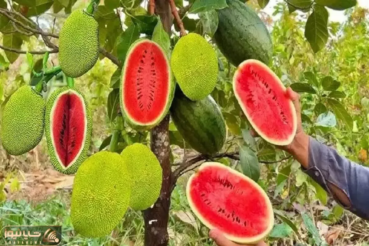 کشاورزی نوین؛ هندوانه رو با جک فروت پیوند زدن یه درخت دراومده که هندونه آویزونش