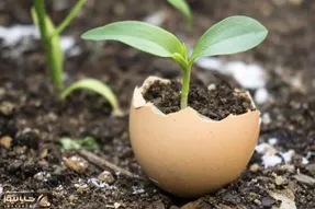 کاشت و برداشت خانگی؛ پوست تخم مرغ برای گیاهان آپارتمانی خوبه؟