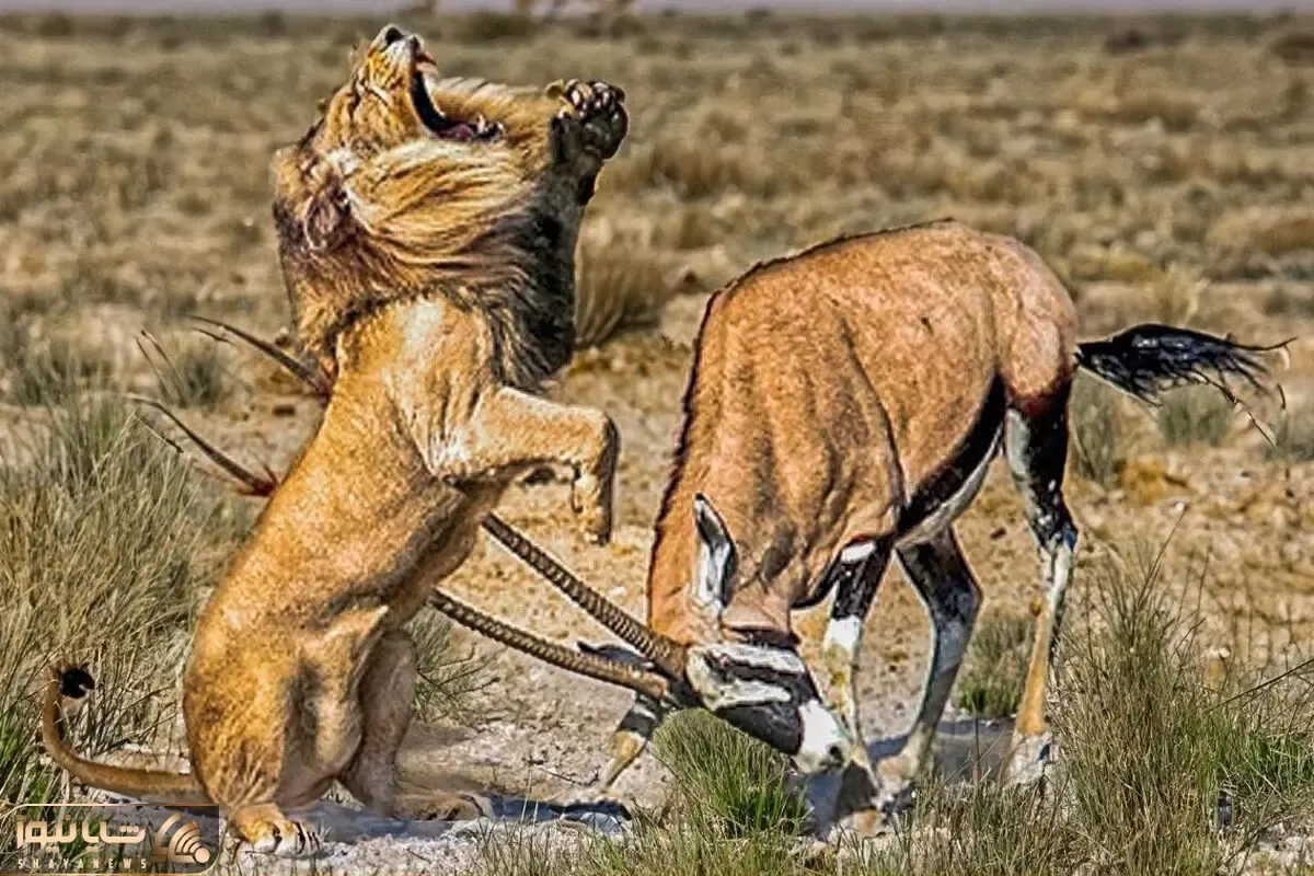 از جذابیت های حیات وحش؛ بز با شاخ های تیزش شد بلای جان درندگان و شکم شون رو پاره کرد