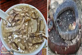 غذای چندش؛ مار سبز و سیاه رو خلالی برش میزنه با هویج و رب و رشته میپزه