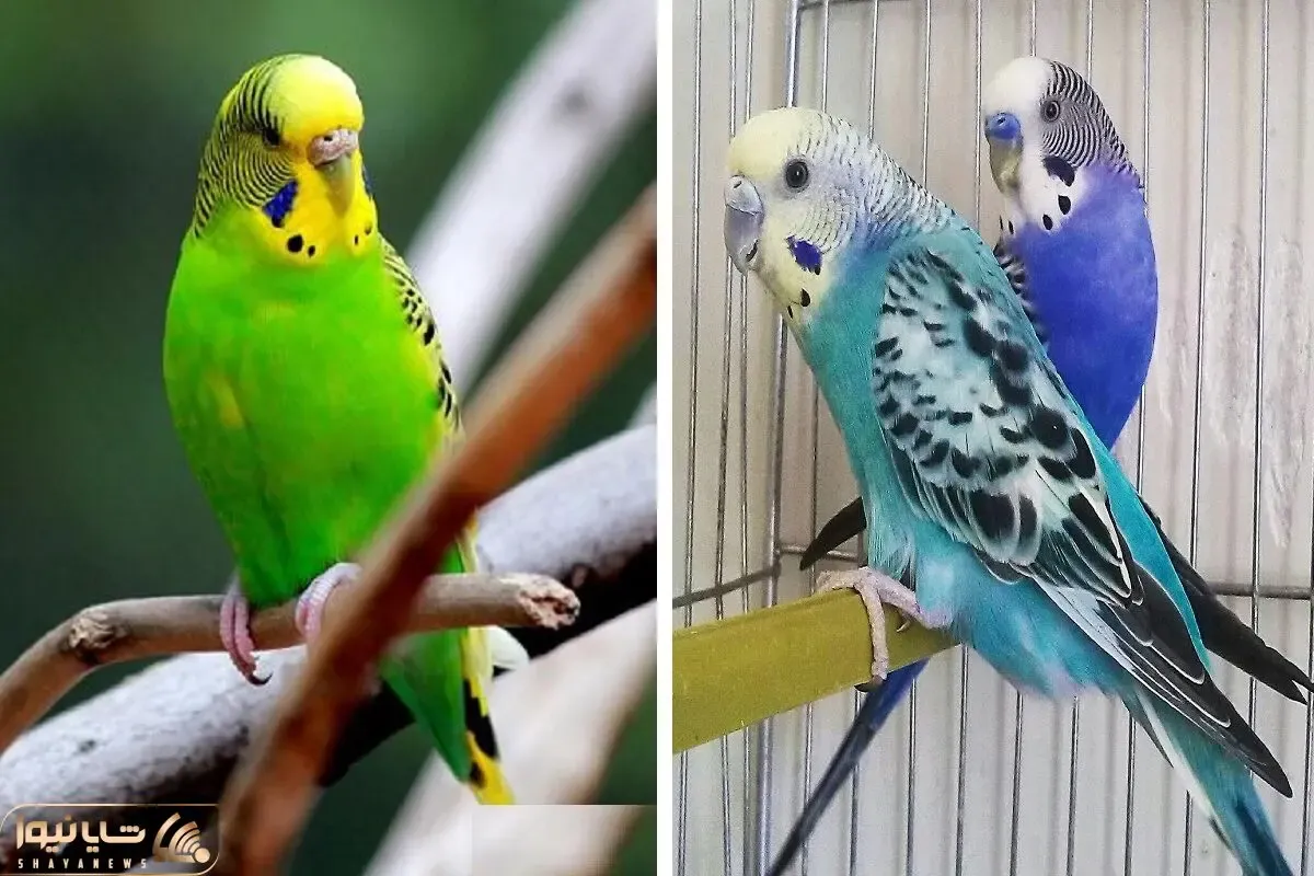 چرا مرغ عشق تخم هایش را از لانه بیرون می اندازد؛ اینا هم به بچه هاشون سرکوفت میزنن!