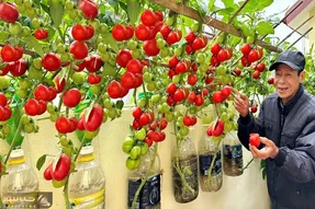 کاشت و برداشت خانگی؛ اینجوری گوجه فرنگی بکاری یه خروار محصول میده آبیاری هم نمیخواد