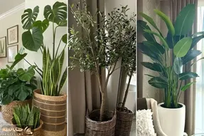 گیاهان آپارتمانی لاکچری و باکلاس مختص فضاهای شاهانه و منازل ثروتمندان؛ انتخاب گران
