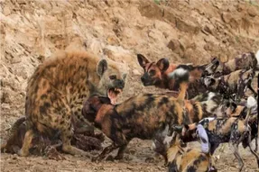 حیات وحش دلخراش؛ کفتارها طعمه را دنیا نیامده می درند