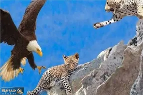 مستند حیات وحش / عقاب سفاک توله یوز دد را به چنگال کشید مادر ماند و دردش