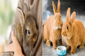 راهنمای کامل نگهداری خرگوش برای تازه کارها/ بهترین روش نگهداری خرگوش در آپارتمان