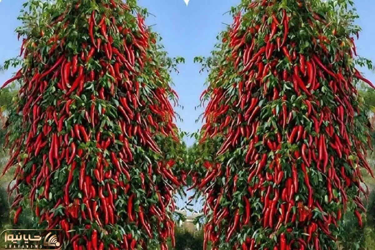 کشاورزی نوین؛ با خمیر دندون فلفل سیاه و قرمز و پیوند زدن درخش شده اندازه چنار
