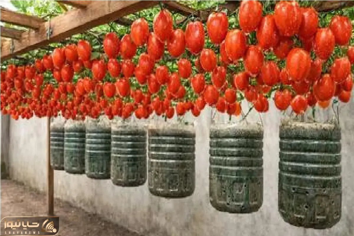 کشاورزی نوین؛ تو خونه اینجوری گوجه فرنگی بکار هم خودتو بی نیاز کن هم همسایه اتو