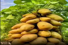کشاورزی نوین؛ با این روش تو خونه و یه دونه گلدون 100تا سیب زمینی بکار بفروش