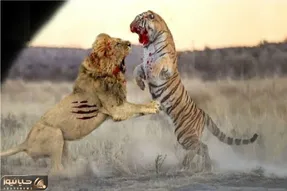 بدایع حیات وحش / نبرد مذبوحانه شیر و ببر برای حفظ حاکمیت