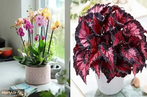 گل های آپارتمانی خوشبو کننده / اینا عین عطر برند با بویی که دارن تو خونه هلاکت میکنن
