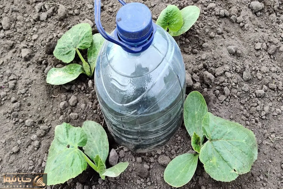 ایده های خلاقانه؛ بطری های پلاستیکی آب معدنی دور ننداز باهاش باغچتو قطره ای آبیاری کن