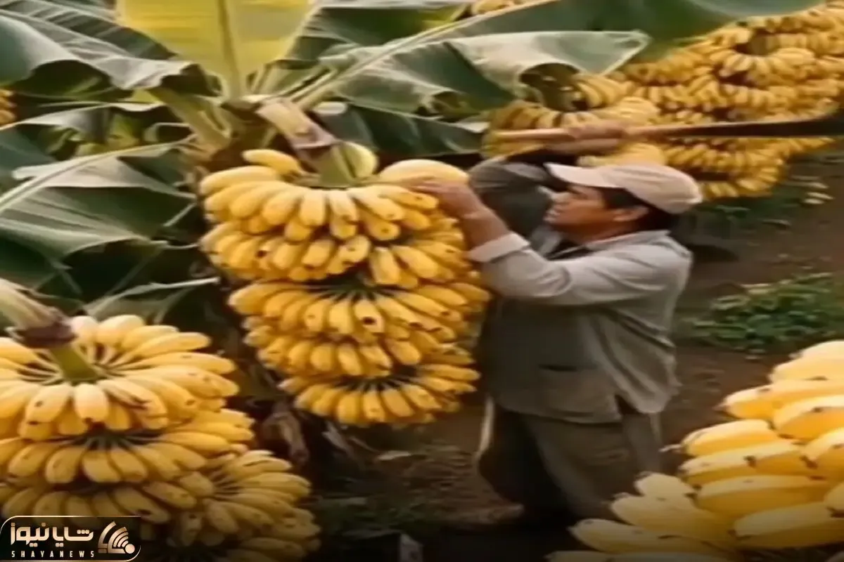 کشاورزی نوین؛ چنان موزهایی پرورش دادن خوشه اشو کندنی اندازه قد یاروئه