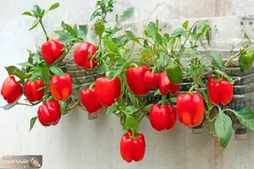 کاشت و برداشت خانگی؛ تو بطری پلاستیکی آب معدنی فلفل دلمه کاشته عین گوشواره آویزونن