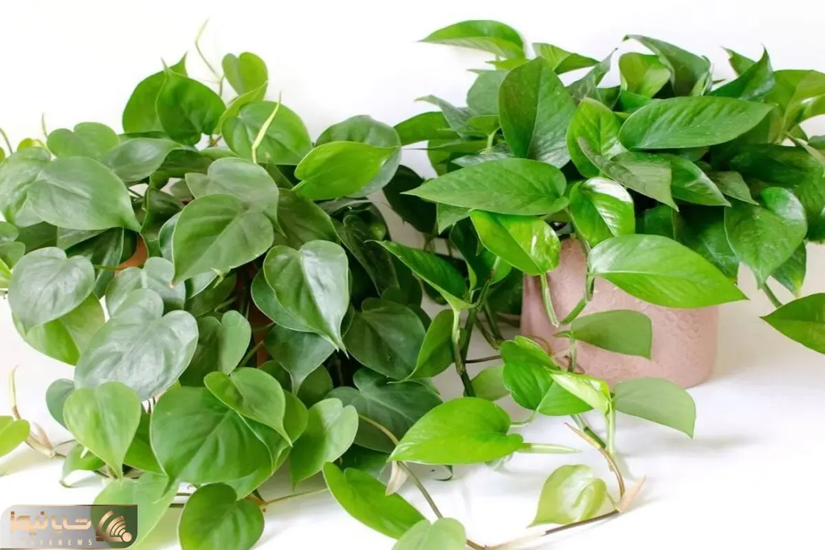 کاشت و برداشت خانگی؛ 4 نکته طلایی برای نگهداری پتوس راز شادابی و سرحالیش اینجاست