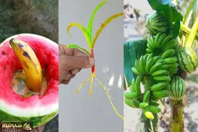 کشاورزی نوین؛ با خمیردندون موز و هندونه رو بهم پیوند زده درختچه ترکیبی رشد کرد