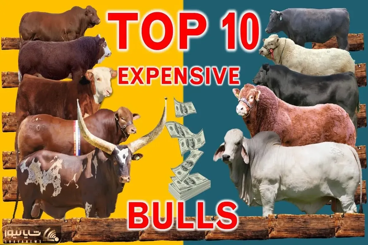 حیوانات پر قیمت؛ ببینید 10 تا از گران ترین گاوهای نر که میلیاردی تو حراج فروخته شدن