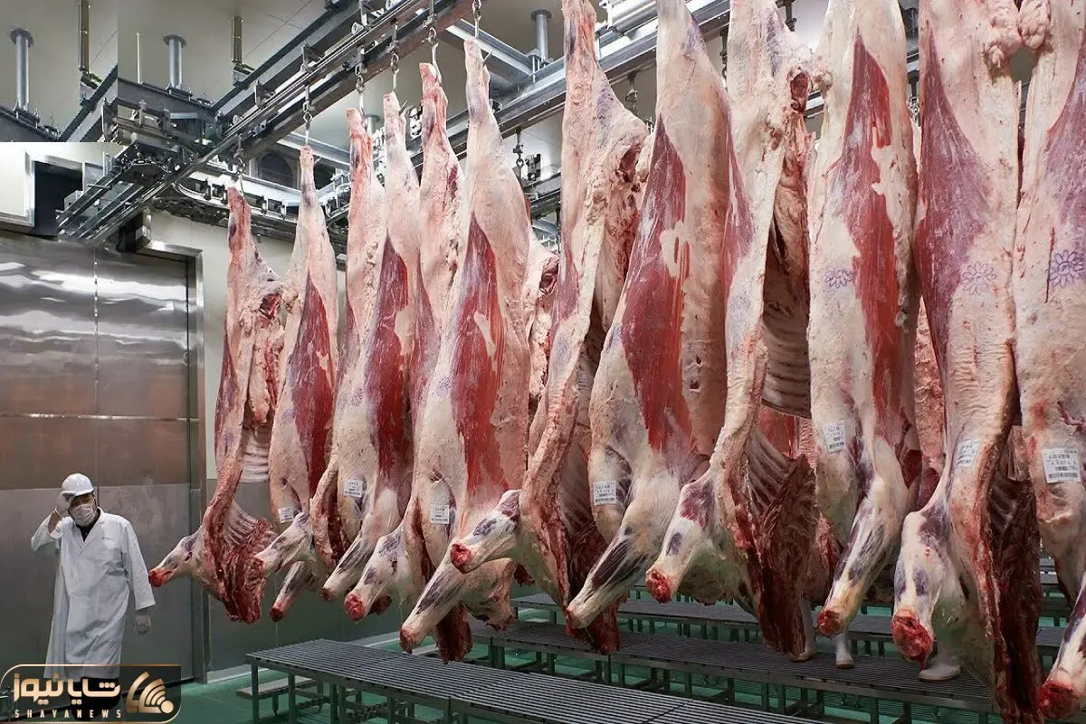 فرآوری گاو؛ شیر گاو 2500 تنی رو میدوشن با اره برقی گردن میزنن استیکی برش میدن