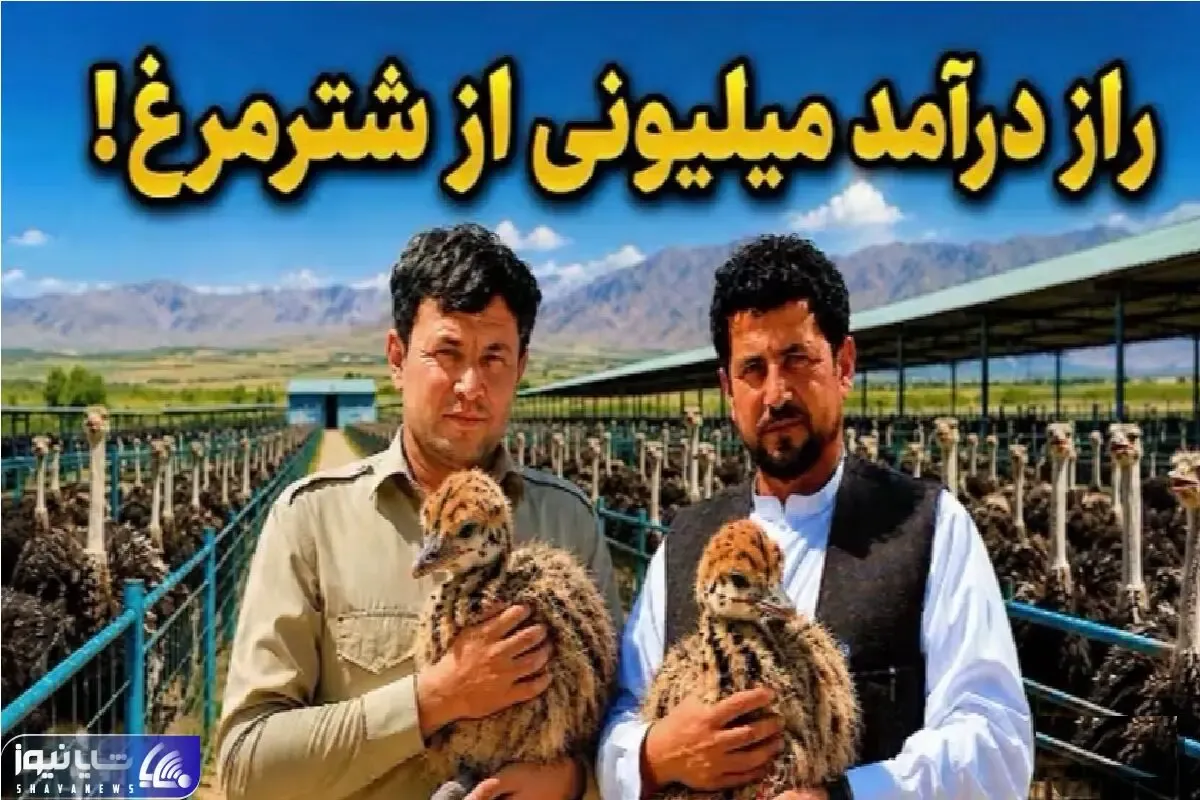 فرآوری شترمرغ؛ پرنده‌ای که از طلا هم سودآورتر است؟