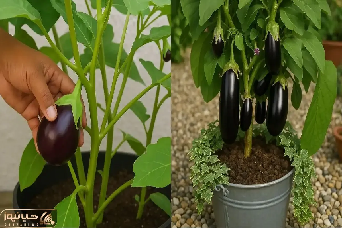 کاشت بادمجان در گلدان خانه/ از گرمای هوا و نور واسه داشتن بادمجون خوشمزه استفاده کنین