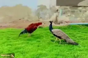 مستند حیات وحش؛ پر خروس گرفت به طاووس پرپر شدن