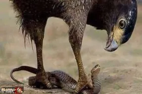 مستند حیات وحش؛ شاهین دمار از روزگار مار درازی که چشم چپ به بچش داشت دراورد