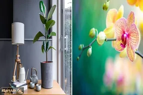 گیاهانی که آب دادن زیاد بهشون باعث خرابی میشه/ آبیاری افراطی برابر فاجعه برای گیاه