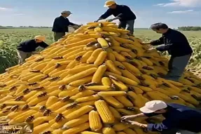 کشاورزی نوین؛ محصولات بنده خداها رو حشره زده به چه کنم چه کنم افتادن