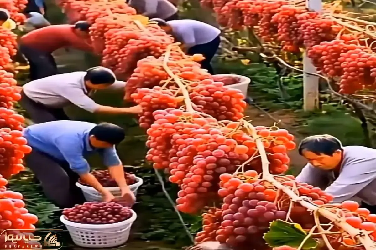 کشاورزی نوین؛ انگور پرورش دادن سنگین و آب دار موقع چیدن کمرشون خم میشه