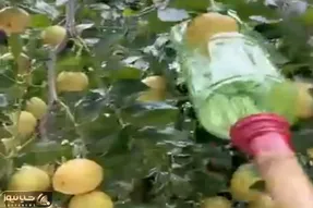 کشاورزی نوین؛ انقد آدم واسه میوه چیدن از بالا درخت میفتن طرف با بطری میوه ها رو میمکه