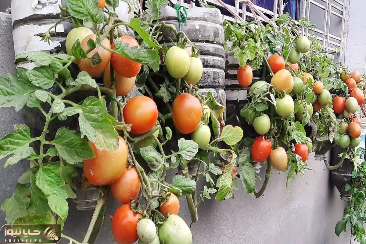 ایده های خلاقانه؛ اگه باغچه کف حیاط نداری تو بطری های پلاستیکی آب معدنی گوجه بکار