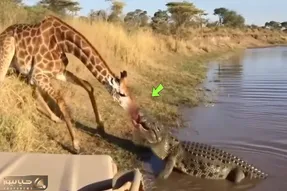 مستند حیات وحش؛ کروکودیل قصی با تمام وجود چسبیده به پوزه زرافه