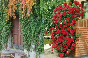 گیاهان چسبنده و رونده جهت ایجاد دیوار سبز در حیاط؛ همیشه سبز و مختص آب و هوای ایران