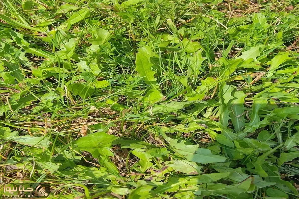 بازی فکری؛ ملخ پنهان تو سبزه زارو فقط افراد با بینایی سالم می تونن پیدا کنن
