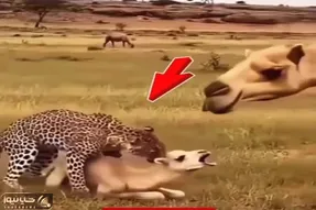 معماری طبیعت؛ پلنگ فک کرد بچه شتر بی صاحبه باباش اومد دست به یقه شدن چرخ و فلکش کرد