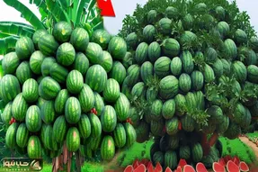 کشاورزی بدیع؛ تو هندوانه رو خالی کرد بهش تخم مرغ زد حالا از درختش مینی هندوانه آویزون