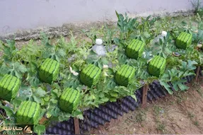 کاشت هندوانه مربعی؛ هندونه ها رو وقتی کوچیکن میذارن تو ظرف فریزرای مربعی تا شکلش بشن