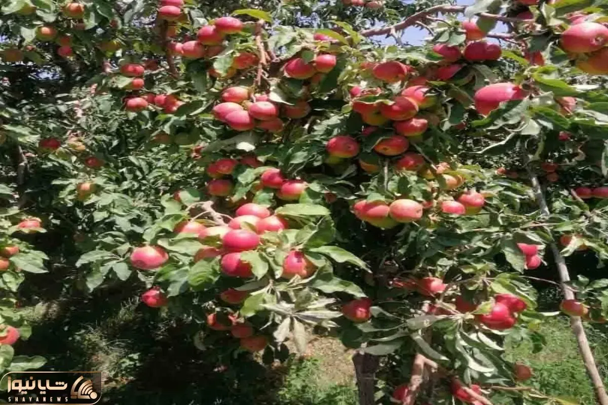 کشاورزی نوین؛ درخت سیب پربار پرورش دادن با یه تکون آدم پایینش باشه زیر سیبا دفن میشه