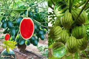 کشاورزی خلاقانه؛ چجوری هندوانه رو تکثیر کنیم؟ روششو ببینی مغزت رگ به رگ میشه