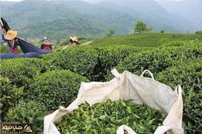 ثبت سفارش چای از شنبه ۱۷ آبان ۱۴۰۴؛ سقف ۱۵ هزار تن تعیین شد