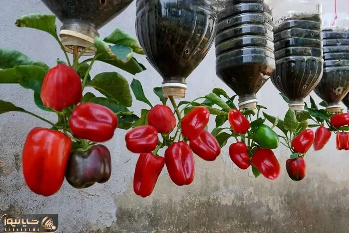 کشاورزی نوین؛ بطری های پلاستیکی دوغ رو سر و ته آویزون کردن توش فلفل دلمه کاشتن